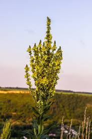 Attēlu rezultāti vaicājumam “Verbascum densiflorum leaf”