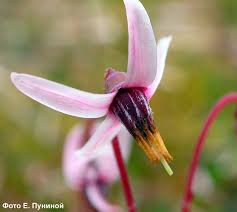 Attēlu rezultāti vaicājumam “Oxycoccus palustris flower”