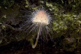 Attēlu rezultāti vaicājumam “Spinellus fusiger”