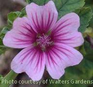 Image result for Malva sylvestris var. mauritiana