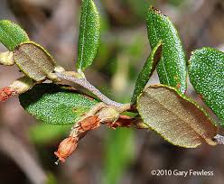 Attēlu rezultāti vaicājumam “Chamaedaphne calyculata”