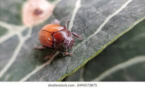 Attēlu rezultāti vaicājumam “Serica brunnea imago”