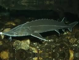 Image result for Acipenser medirostris