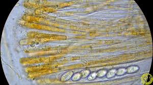 Attēlu rezultāti vaicājumam “Miladina lecithina”