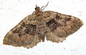 Attēlu rezultāti vaicājumam “Xanthorhoe quadrifasiata”