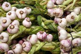 Attēlu rezultāti vaicājumam “Allium sativum fruit”