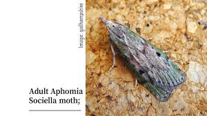 Attēlu rezultāti vaicājumam “Aphomia sociella male”