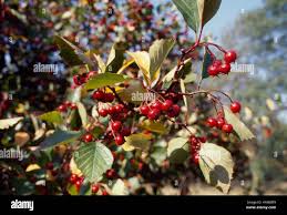 Attēlu rezultāti vaicājumam “Crataegus macracantha fruit”