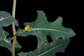 Attēlu rezultāti vaicājumam “Taraxacum suecicum”