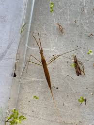 Attēlu rezultāti vaicājumam “Ranatra linearis”