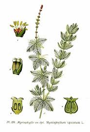 Attēlu rezultāti vaicājumam “Myriophyllum spicatum”