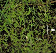 Attēlu rezultāti vaicājumam “Stellaria crassifolia leaf”