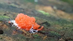 Attēlu rezultāti vaicājumam “Tubifera ferruginosa (subsp. ferruginosa) spores”