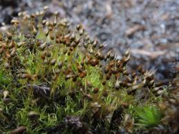 Attēlu rezultāti vaicājumam “Dicranella cerviculata”