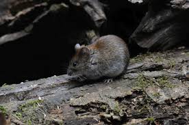 Attēlu rezultāti vaicājumam “Myodes glareolus”