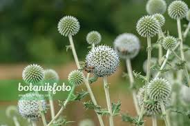 Attēlu rezultāti vaicājumam “Echinops sphaerocephalus flower”