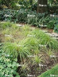 Attēlu rezultāti vaicājumam “Carex montana”