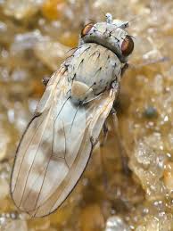 Attēlu rezultāti vaicājumam “Scardia boletella exuvia”