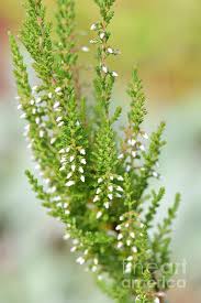 Attēlu rezultāti vaicājumam “Calluna vulgaris leaf”