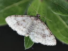 Attēlu rezultāti vaicājumam “Hydrelia sylvata”