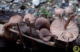 Attēlu rezultāti vaicājumam “Mycena purpureofusca”