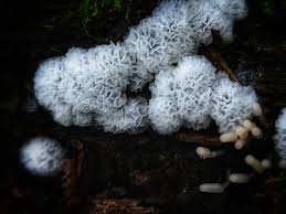 Attēlu rezultāti vaicājumam “Ceratiomyxa fruticulosa spores”