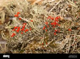 Attēlu rezultāti vaicājumam “Cladonia floerkeana”