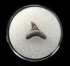 Image result for Alopias vulpinus