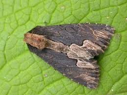 Attēlu rezultāti vaicājumam “Dypterygia scabriuscula”