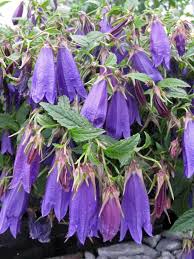 Image result for Campanula strigosa