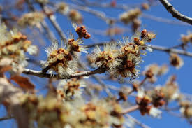 Attēlu rezultāti vaicājumam “Acer saccharinum flower”