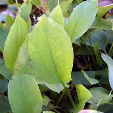 Attēlu rezultāti vaicājumam “Alisma gramineum leaf”