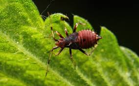 Attēlu rezultāti vaicājumam “Deraeocoris ruber imago”