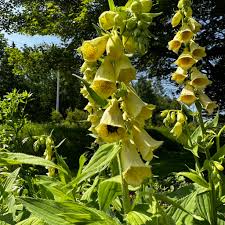 Image result for Digitalis grandiflora