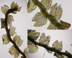 Attēlu rezultāti vaicājumam “Calypogeia”