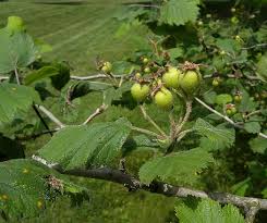 Attēlu rezultāti vaicājumam “Crataegus x macrocarpa fruit”
