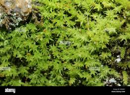 Attēlu rezultāti vaicājumam “Aulacomnium androgynum”