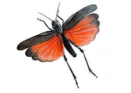 Attēlu rezultāti vaicājumam “Psophus stridulus”