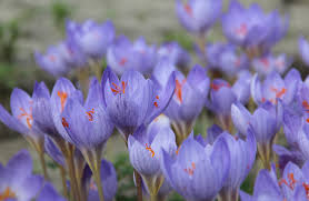 Attēlu rezultāti vaicājumam “Crocus speciosus”