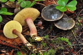 Attēlu rezultāti vaicājumam “Boletales”