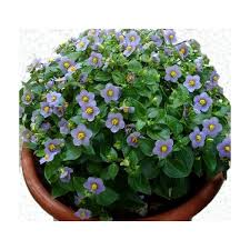 Image result for Exacum affine