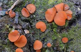 Attēlu rezultāti vaicājumam “Melastiza chateri”