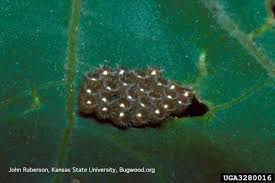 Attēlu rezultāti vaicājumam “Pentatomidae eggs”