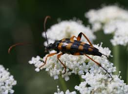 Attēlu rezultāti vaicājumam “Strangalia attenuata”