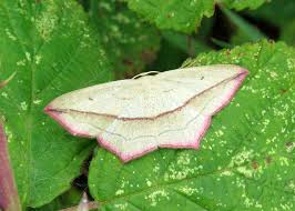 Attēlu rezultāti vaicājumam “Timandra comae”