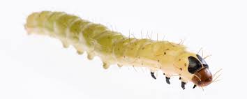 Attēlu rezultāti vaicājumam “Phronia sp. larva”