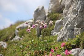 Attēlu rezultāti vaicājumam “Armeria vulgaris”