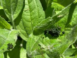 Image result for insect poop