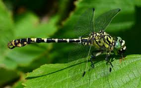 Attēlu rezultāti vaicājumam “Onychogomphus forcipatus”