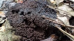 Attēlu rezultāti vaicājumam “Symphytocarpus sp.”